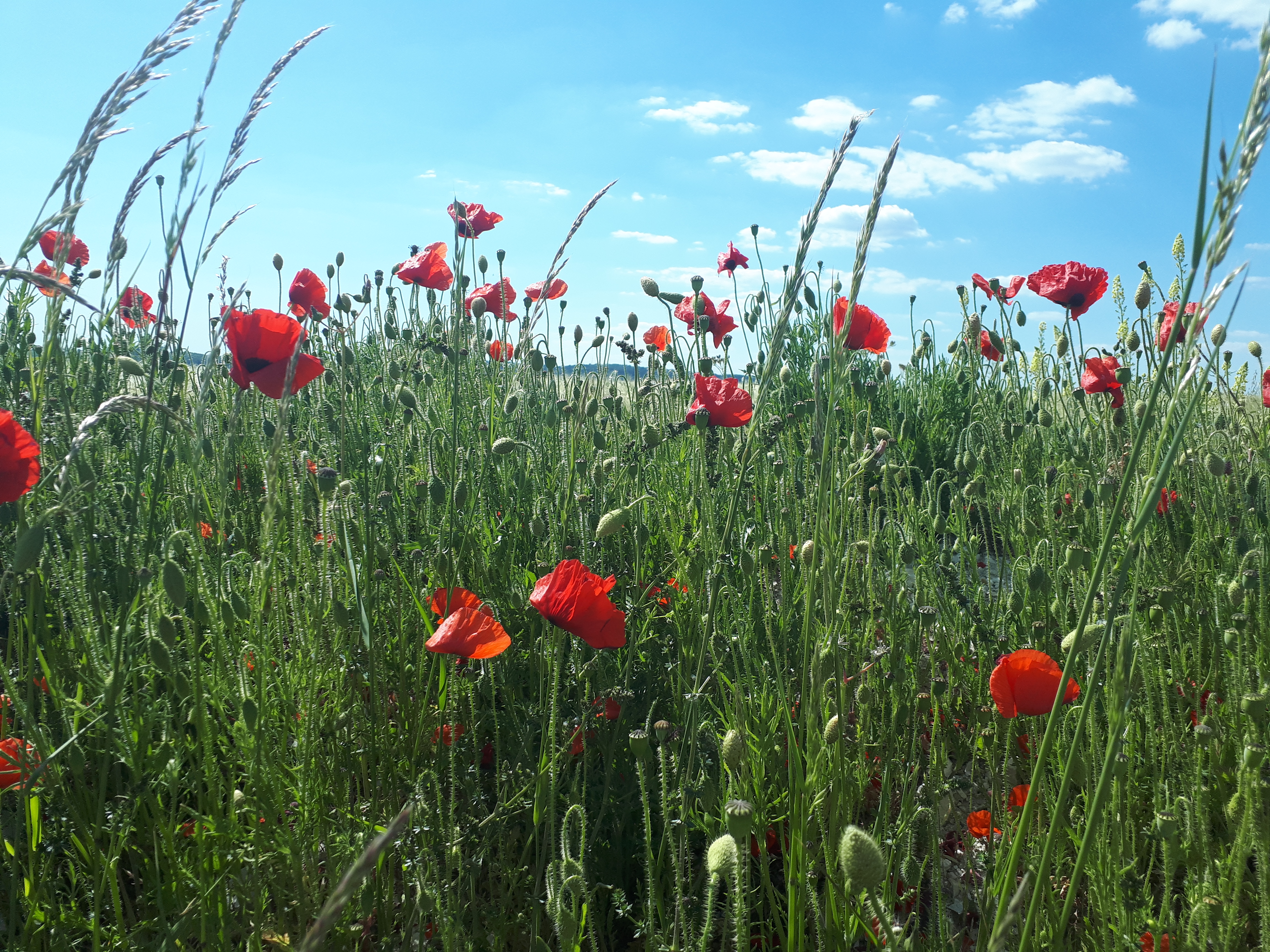 Poppies. Life Coaching